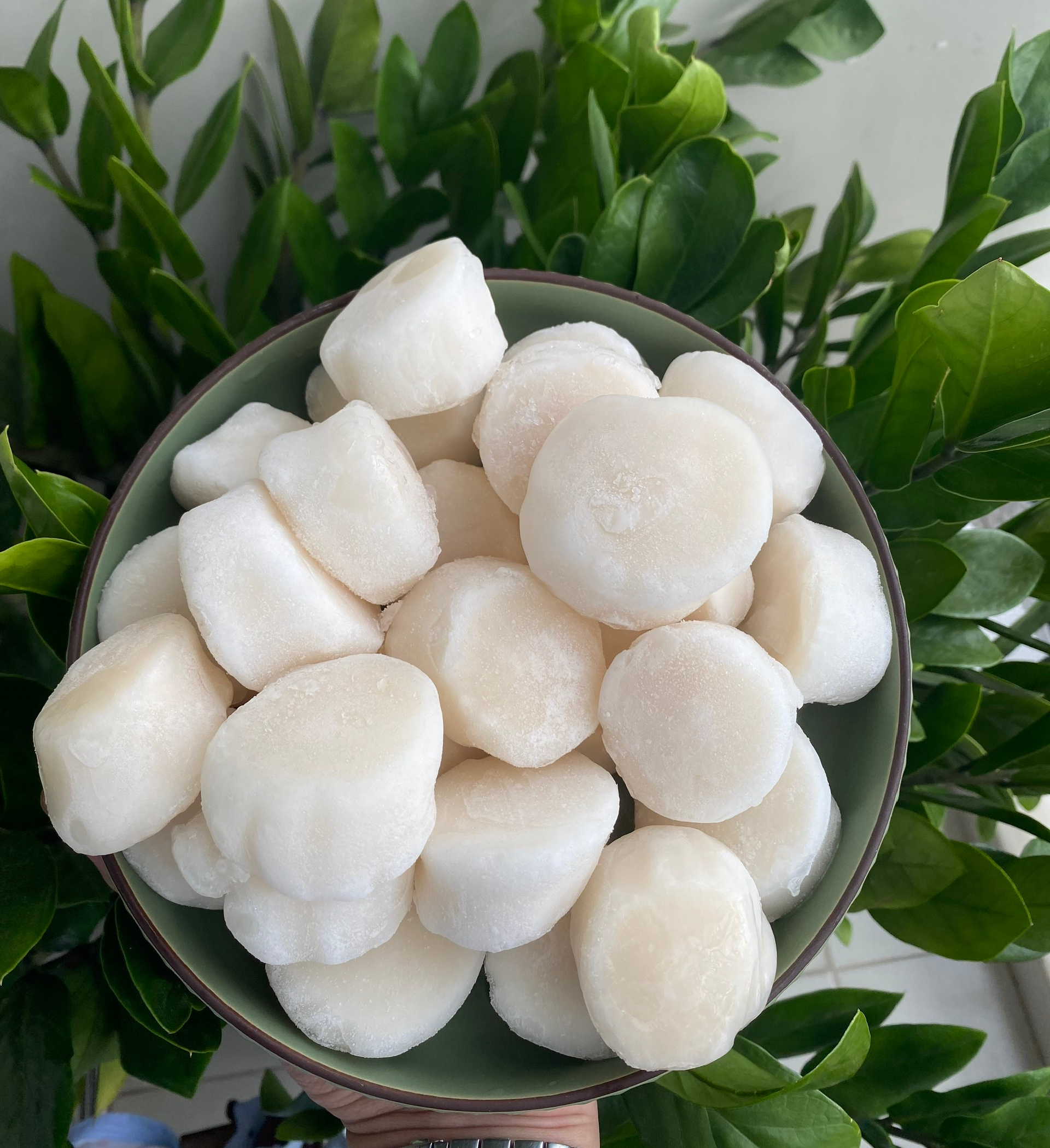 Cồi Sò Điệp Nissi 21-25 - Ảnh 6