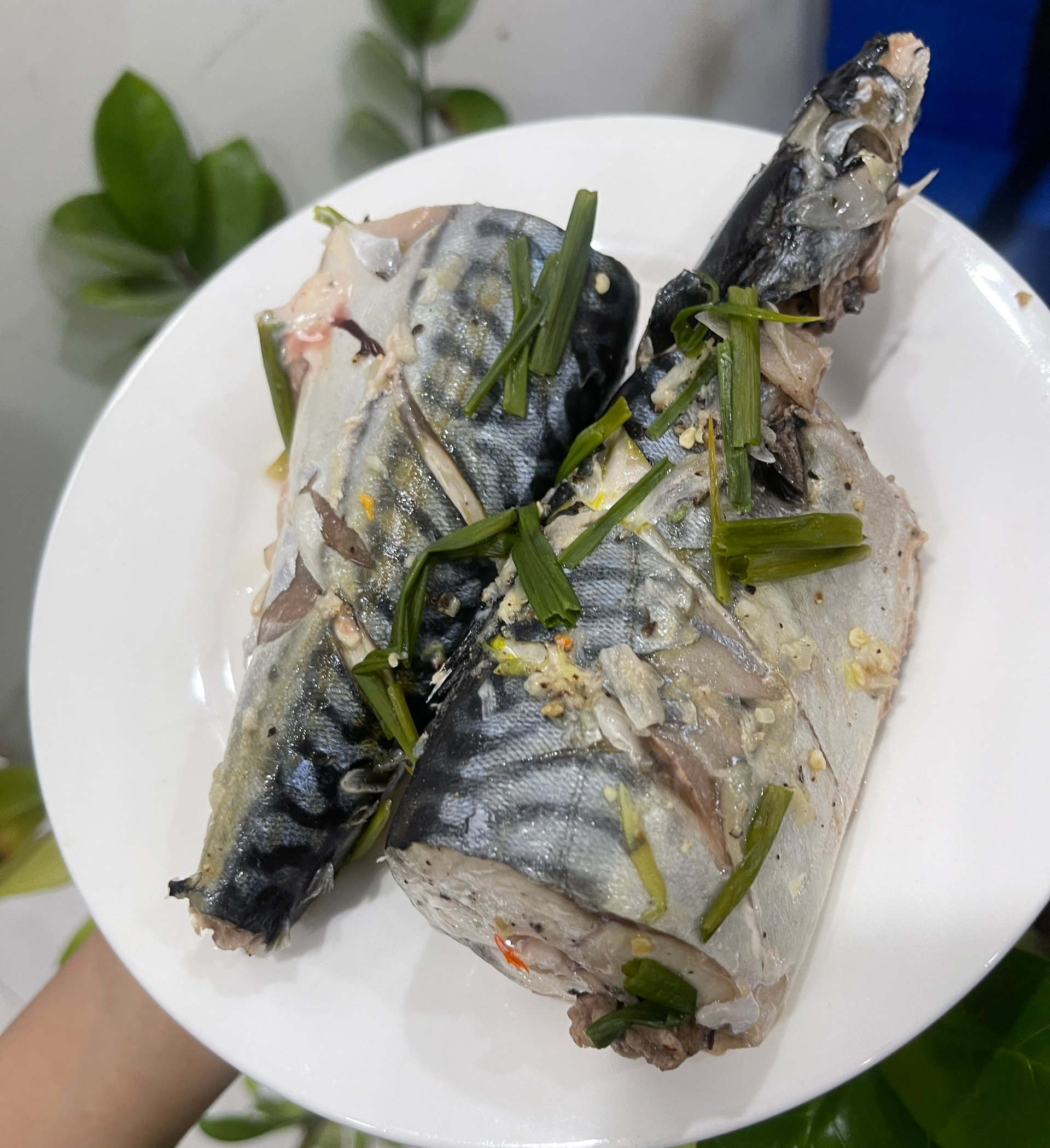 Cá Saba Nauy - Ảnh 3