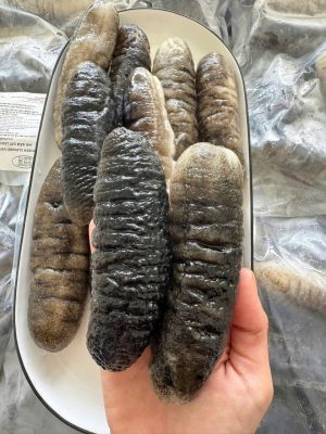 Hải Sâm Cát  Size 10 - 15 Con/Kg
