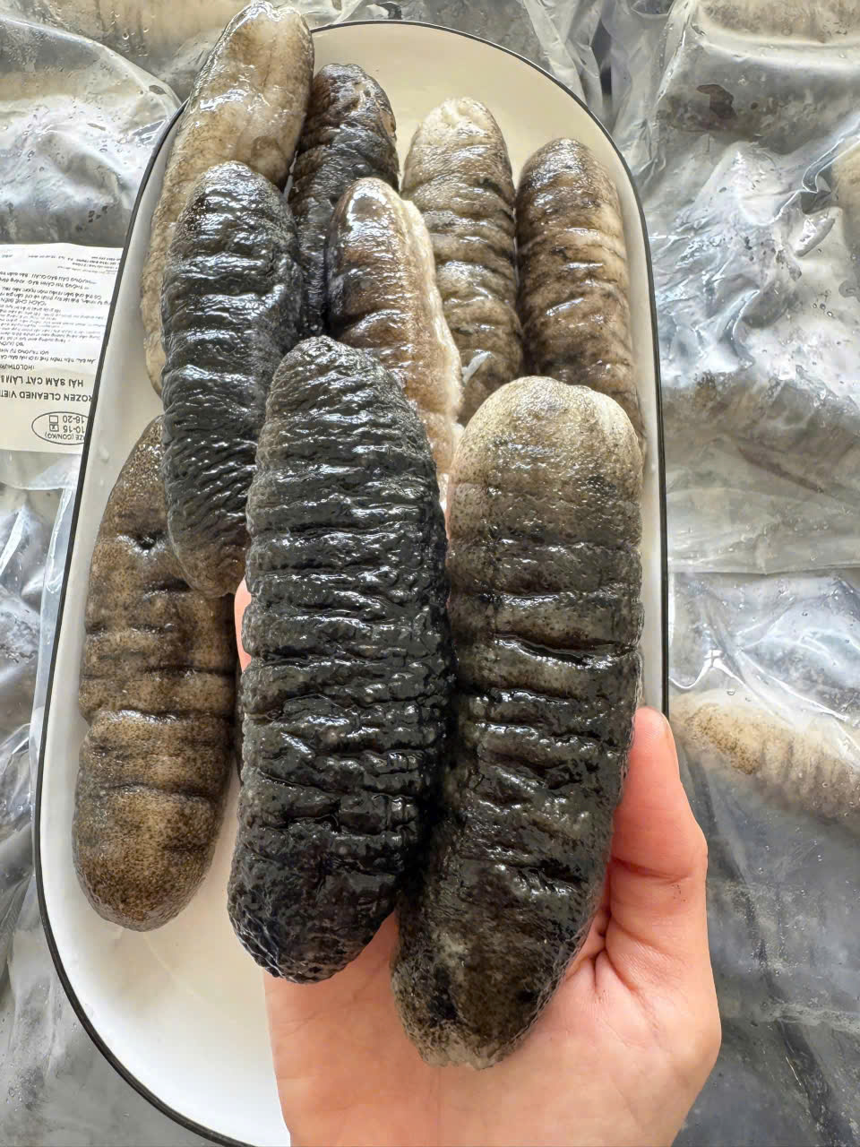 Hải Sâm Cát Size 10 - 15 Con/Kg