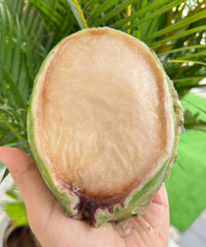Nõn Bào Ngư Úc Viền Xanh